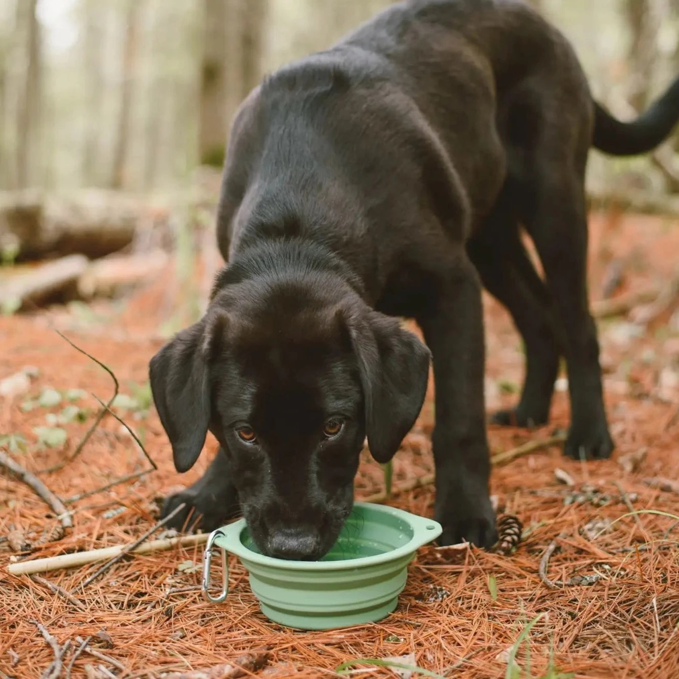 Collapsible Silicone Dog Bowl