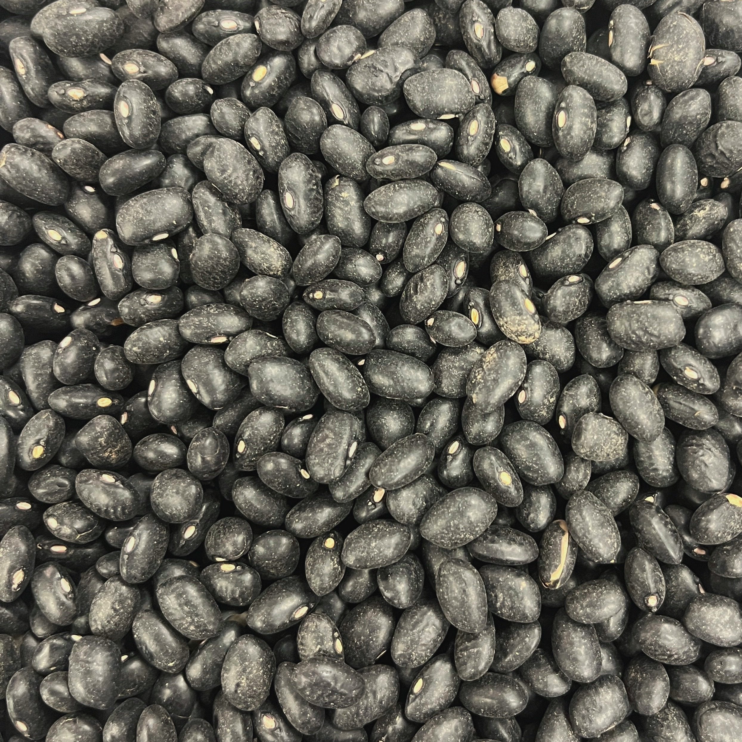 Organic Black Beans Prefill | 1lb Bag